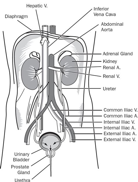26 Best Ideas For Coloring Urinary System Anatomy