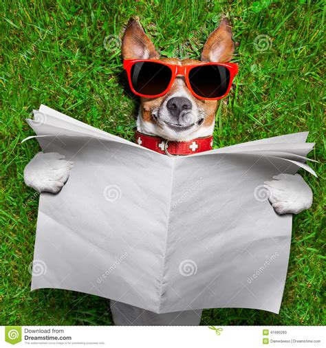 Dog Reading Newspaper Stock Image Image Of Doggy Brochure 41680283