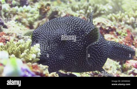 Black Pufferfish With White Spots Swims Right To Left Over Coral Reef