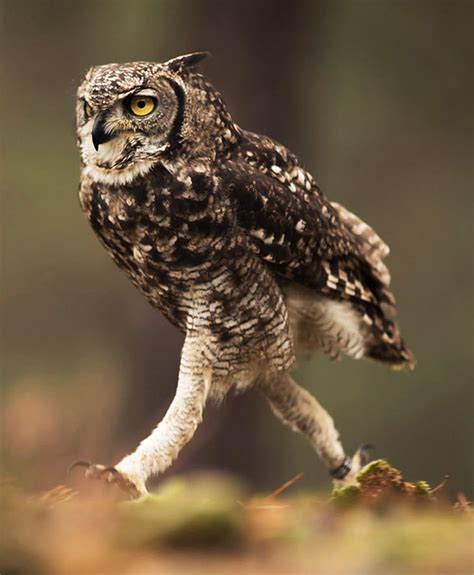 Do Owls Have Really Long Legs Mastery Wiki