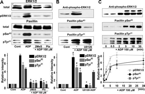 Role Of The P2y12 Receptor Dependent Phosphorylation Of Erk12