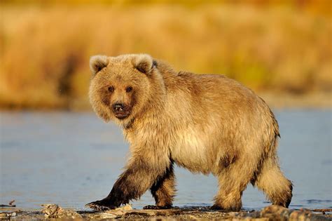 Grizzly Bears Photo Tour Alaska Grizzly Bear Photography Tour