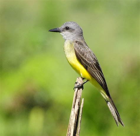 Popular Backyard Birds Of Texas With Pictures Birdwatching Tips