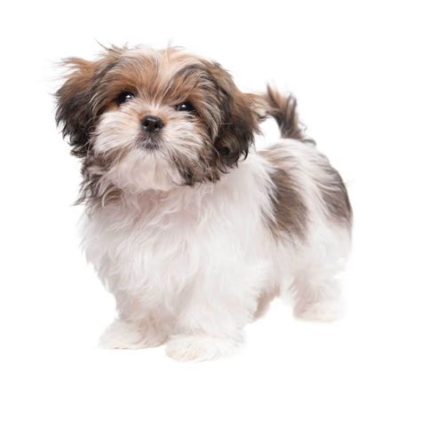 Maltese Shih Tzu Dog Breed » Everything About the Malshi