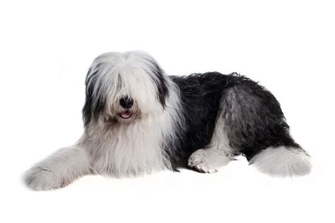 Black and white sheepdog puppy. Old English Sheepdog | Dogs | Breed Information | Omlet