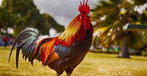 Ketika kita mendengar ayam yang berkokok, maka jangan pernah lewatkan kesempatan ini. Mengapa Ayam Jantan Berkokok Setiap Pagi? : Okezone techno