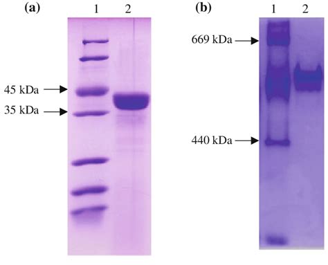 Gel wells are around 1cm deep and you. a SDS-PAGE analysis of nitrilase samples. Lane 1: protein ...