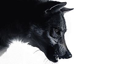 Its a wolf gif free for anyone to use. Lil Wayne's eldest offically becomes legal today ...