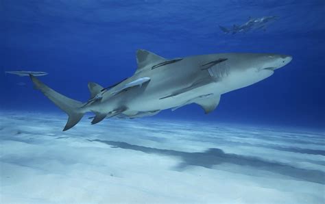 Lemon Shark Facts And Information Guide American Oceans