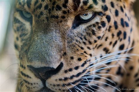 Leopard Tiere Natur Kostenloses Foto Auf Pixabay Pixabay