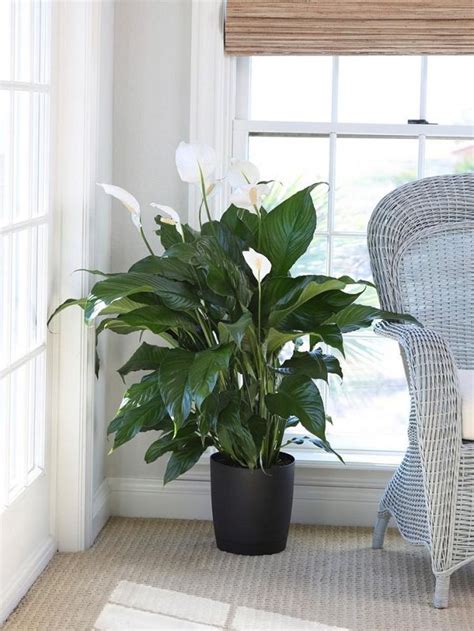 Plants That Grow Without Sunlight 17 Best Plants To Grow Indoors
