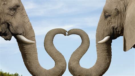Elephant Animal Make Amazing Love Symbol Hd Wallpapers Elephants