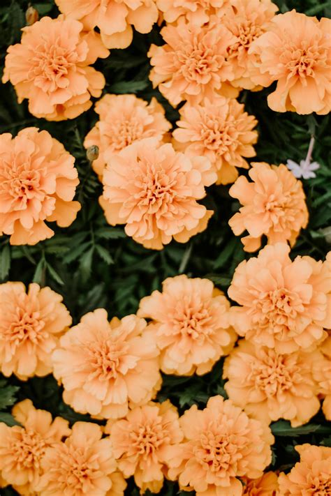 Orange Petaled Flowers Photo Free Plant Image On Unsplash