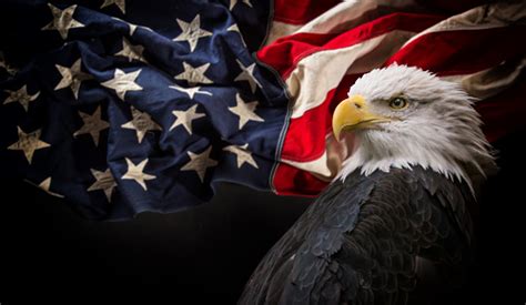 Águila Calva Americana Con La Bandera Foto De Stock Y Más Banco De