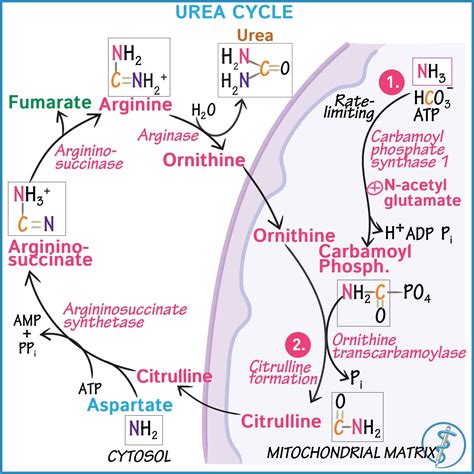 Draw This Diagram With Us As We Explain The Urea Cycle Biology