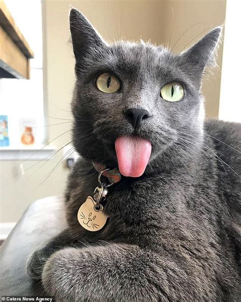Cats Tongue Is Always Sticking Out Of Mouth Thanks To A Jaw Deformity