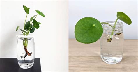 Growing Chinese Money Plant In Water How To Grow Pilea Peperomioides