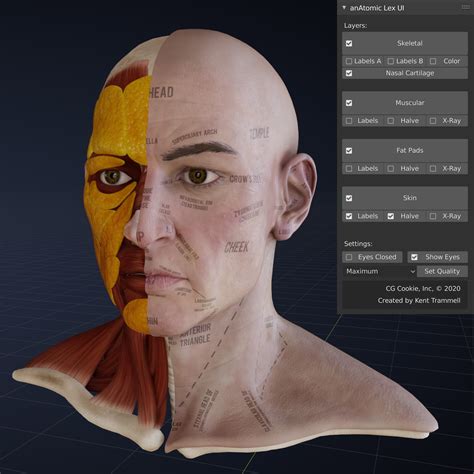 Blender Review — Anatomic Head Anatomy 3d Cheat Sheet Blendernation