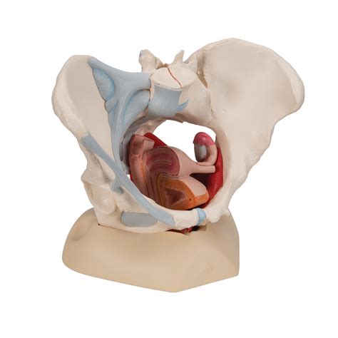 With Key Manual Human Pelvis Model With Removable Organs Include Uterus