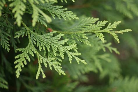 Everything You Need To Know About The Emerald Green Arborvitae Tree