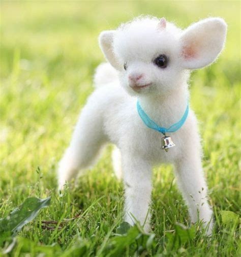 Much Cute Baby Goat Raww