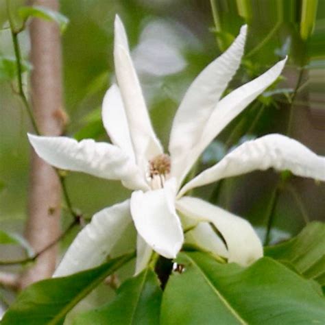 In a natural setting the umbrella. Magnolia tripetala
