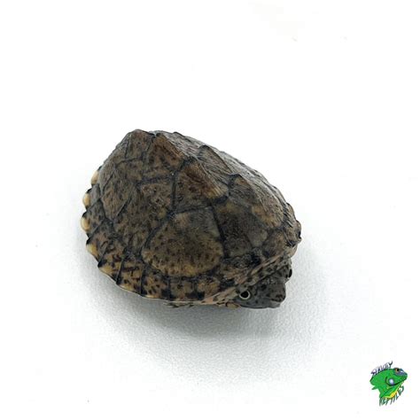 Razorback Musk Turtle Cb Baby Strictly Reptiles