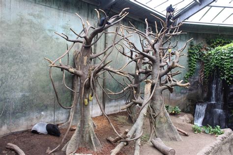 Francois Langur Muellers Gibbon And Malayan Tapir Exhibit Lied Jungle