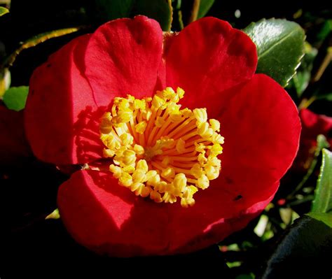 Red Camellia Flower Photograph By Joyce Woodhouse