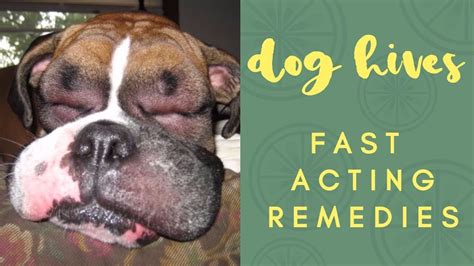 Dog With Hives Fast Acting Remedies Youtube