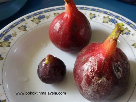 Beli buah tin segar online berkualitas dengan harga murah terbaru 2021 di tokopedia! buah pokok tin segar atau fresh | Tanaman Pokok Buah Tin