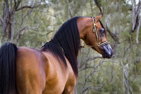 Award Winning Arabian Show Horse Hukam Maj From The Penofin Spotswood