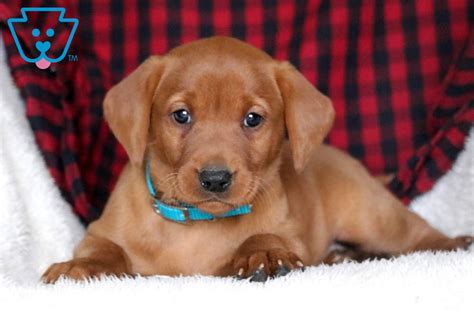 309 south middle rd, rr#2, maidstone, on n0r 1k0. Melody | Labrador Retriever - Fox Red Puppy For Sale ...