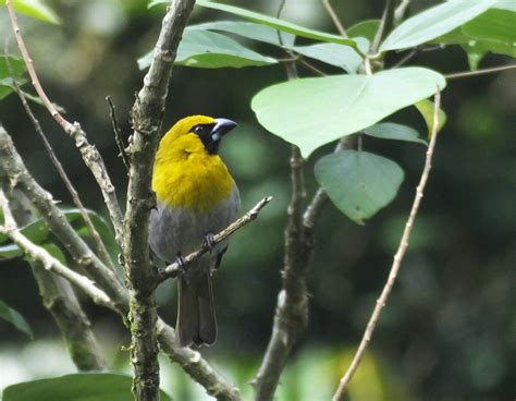 Sounds Of Costa Rica Birds Birdingfieldguides Blog