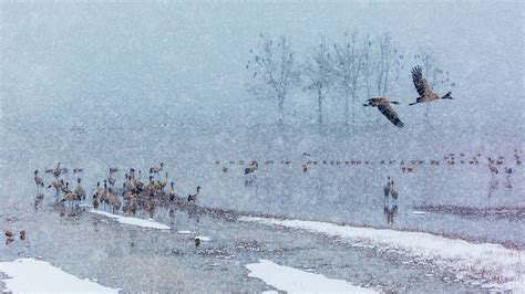 Blacknecked Crane Bing Wallpaper Download