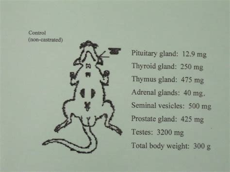 [diagram] Female Rat Reproductive System Diagram Mydiagram Online