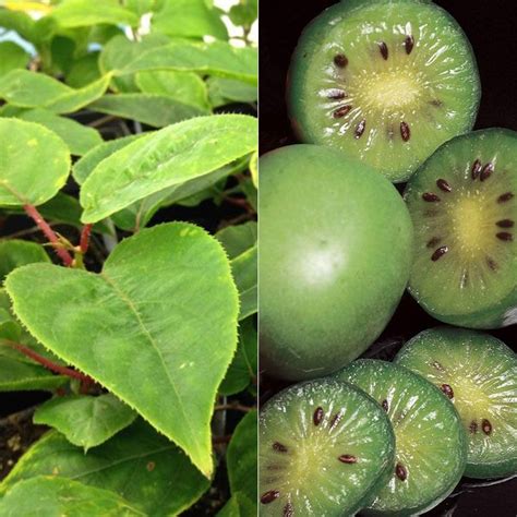 Hardy Kiwi Vine Collection Stark Bros