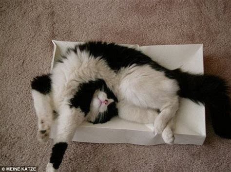 Adorable Pictures Of Cats Sleeping In Awkward Positions Show They