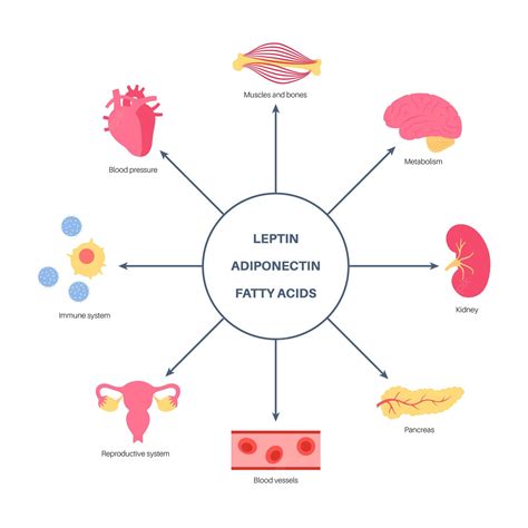Premium Vector Adipose Tissue Hormones Infographic Adiponectin Leptin