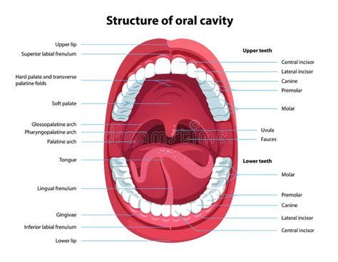 Structure Of Oral Cavity Human Mouth Anatomy Stock Vector
