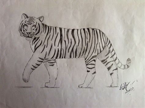 Tiger Simple Drawing Tiger Sketch Tiger Drawing Easy Drawings