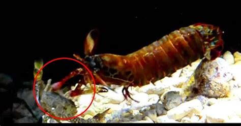 Mantis Shrimp Knock Out Its Prey With Powerful Punch Bubblefeed
