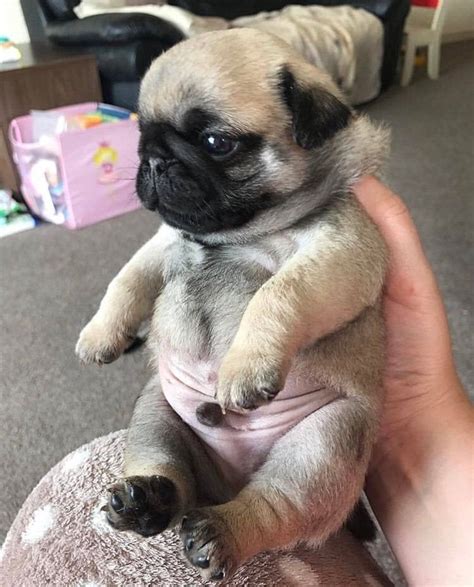 Reddit Aww Potato With Legs Baby Pugs Cute Baby Pugs Pug Puppies