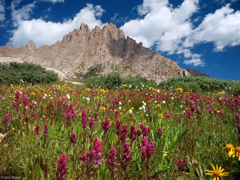 Jagged Wildflowers Weminuche Wilderness Colorado Mountain