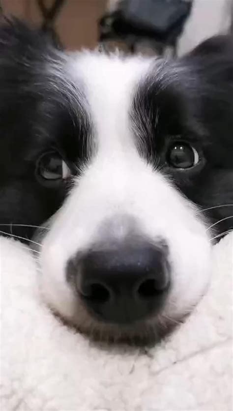 20 Things All Border Collie Owners Must Never Forget Artofit