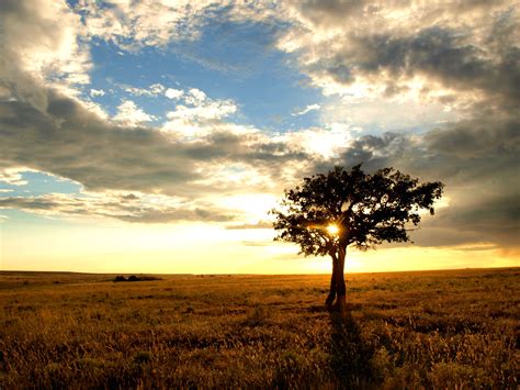 Lone Tree Protruding From The Grasslands Near Clayton Nm Lone Tree