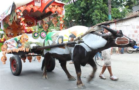 Carabao Festival