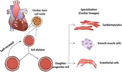 Frontiers Multipotent Stem Cells Of The Heart—do They Have