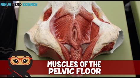 The pelvis marks an important transition point between the thoracoabdominal master the pelvic floor muscles anatomy with our video tutorials, quizzes, labeled diagrams, and. Muscles of the Male & Female Pelvic Floor | Anatomy Model ...