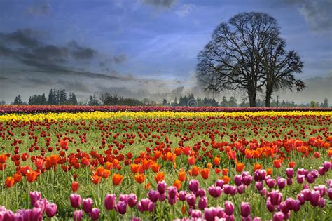 Spring marks the transition from winter into summer.overviewdefinition of springaccording to an astronomical definition. Tulips Blooming In Spring Season Stock Image - Image of ...